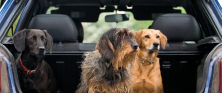 Best Vehicles For Your Dog
